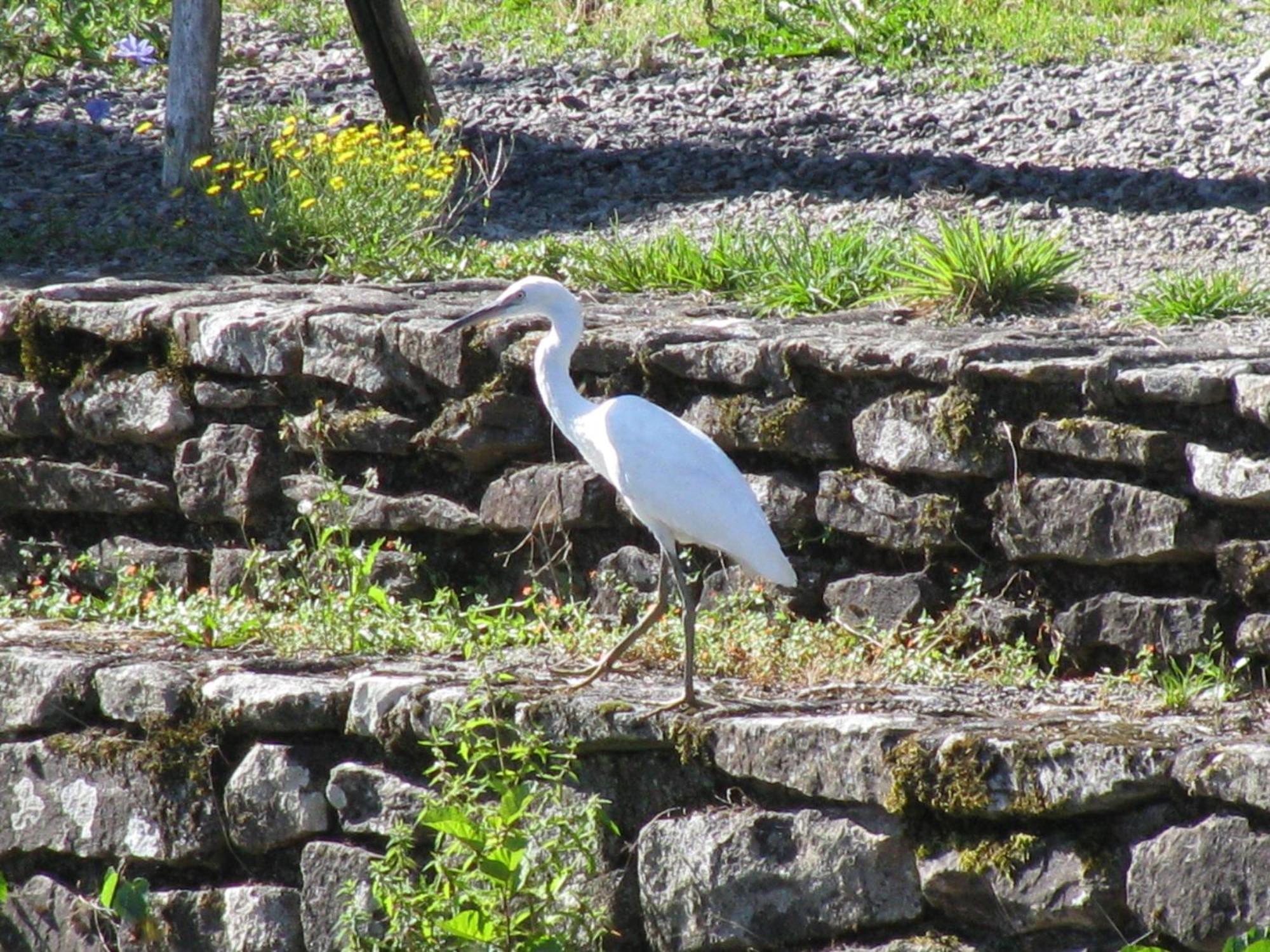 River Cottage Balledent Exteriör bild
