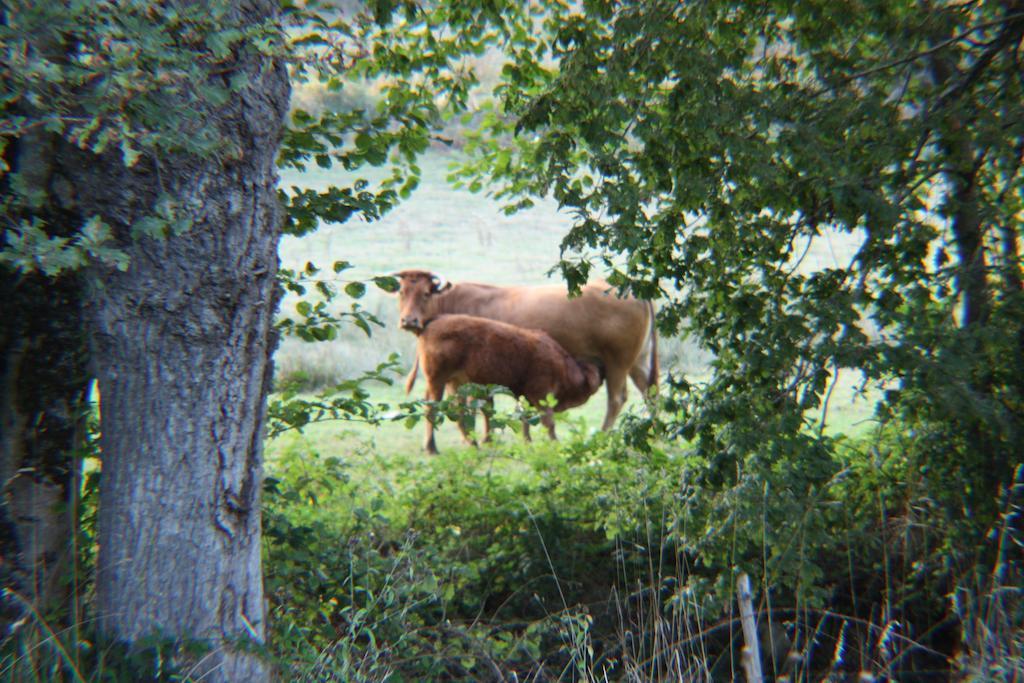 River Cottage Balledent Rum bild